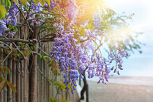 Beautiful Lilac Bushes Near The Fence Against The Backdrop Of The Sea.