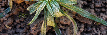Green Leaves Of A Plant Covered With Hoarfrost. Beautiful Natural Background With Frost On The Grass. Frozen Flower. Rime Ice On Grass Blades In The Garden During Frosts. Cold Weather. Close-up. Macro