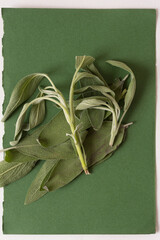 Wall Mural - sage stem and leaves on green paper with border