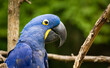Hyacinth Macaw perched on branches at a zoo aviary in Tennessee.
