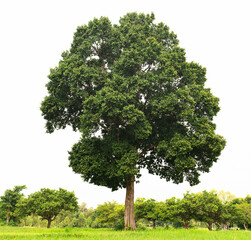 Wall Mural - tree isolated on white background