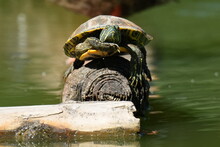 Turtle In A Pond
