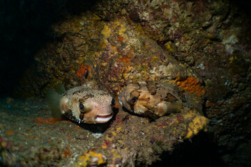 A friendly couple of puffer fish