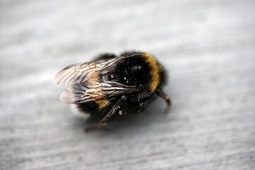 Wall Mural - bee on the ground, nacka,stockholm,sweden,sverige