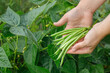 hands holding heap of picked green beans on vegetable garden