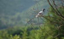 Common Grey Pigeon Also Called As Wild Rock Dove, Perched On Branch Of A Tree In The Forest.