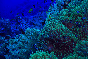 Wall Mural - coral fish in the red sea underwater photo