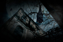 Bat Sleep And Hang On Dead Tree Over Grunge Castle, Bird Fly, Full Moon And Cloudy Spooky Sky, Halloween Mystery Concept