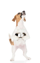 Poster - Hungry jack russell terrier puppy holds empty bowl and looks up. isolated on white background