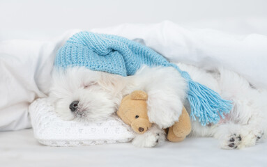 Poster - White Lapdog puppy wearing warm hat sleeps under white blanket on a bed at home and hugs favorite toy bear