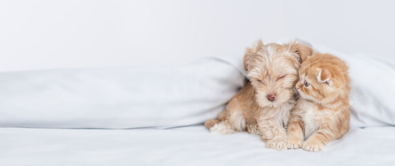 Poster - Baby kitten sniffs sleepy Goldust Yorkshire terrier puppy and lying together under warm white blanket on a bed at home. Empty space for text