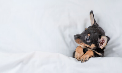 Poster - Cute Toy terrier puppy lying under white blanket on a bed at home and looking away. Top down view. Empty space for text