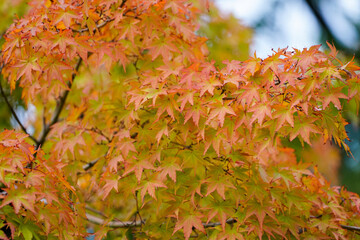 japanese maple before the season