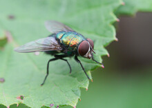 Common Green Bottle Fly (Lucilia Sericata)