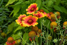 Blanket Flowers On A Green Background