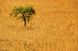 © LuisM - Árbol solitario en medio de un gran campo de trigo de intenso color amarillo listo para la cosecha.