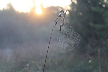 spider web in the morning