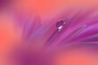 Beautiful Macro Shot of Magic Flowers.Border Art Design.Magic Light.Extreme Close up Photography.Conceptual Abstract Image.Violet and Orange Background.Fantasy Art.Creative Wallpaper.Beautiful Nature.