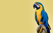 3d Illustration Of Macaw Parrot On Yellow Background