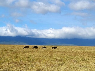 cows in the field