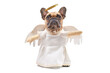 French Bulldog dog dressed up with angel costume with white dress, fake arms, feather wings and golden halo on white background