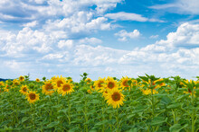 Field Of Blooming Sunflowers Against The Blue Sky.Textured Background, Natural Background