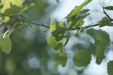 Wall Mural - Green aspen leaves closeup in spring