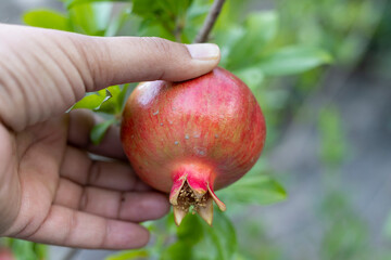 farmer holding ripe pomegranate fruit in hand. selective focus