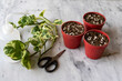 Epipremnum Pothos ‘NJoy’ plants propagation from cuttings in small pots