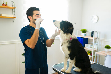 Wall Mural - Professional vet checking the eyes of a border collie dog