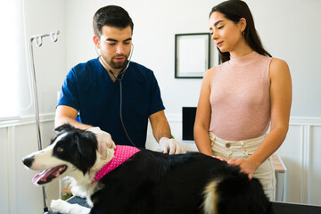 Wall Mural - Professional vet doing a check up of a beautiful dog at the clinic