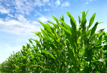 Wall Mural - young corn plantation growing up.
