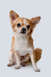 Chihuahua, male, brown, on a white background