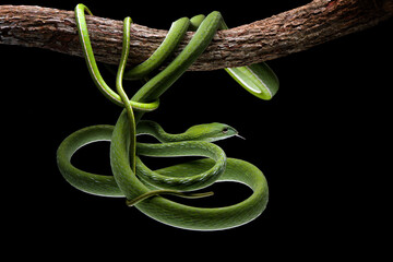 Wall Mural - Asian Vine Snake (Ahaetulla prasina) is a species of snake native to Southern Asia. Asian Vine snake on tree branch.