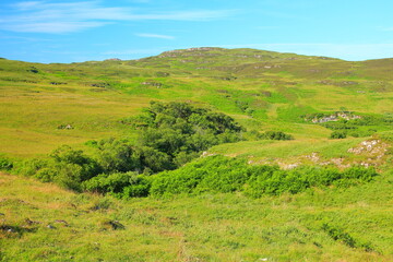 Wall Mural - Green lush grass vegetation of the Isle of Mull, UK