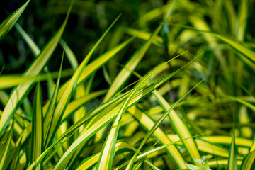 Wall Mural - Green leafs on blurred background in garden