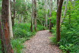 Fototapeta Las - path in the forest