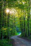 Fototapeta Las - track through spring forest leading to the sun´s warm light