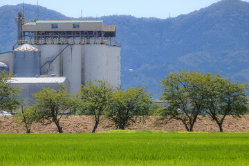 滋賀県草津市　夏の田園風景とカントリーエレベーター