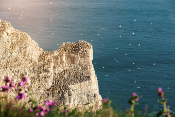 Wall Mural - northern gannet colony at sunrise