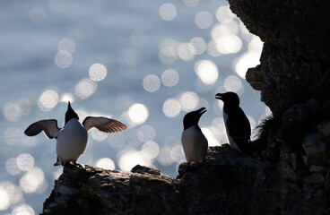 Wall Mural - silhouette of perched razorbills on a cliff against bokeh background