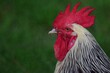 portrait of a rooster. English sussex chicken breed. Chicken comb, crest or head close up.