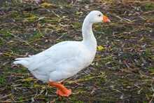 Goose Walking Along The Riverbank Of The Great Ouse In Ely