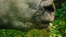Rhino Chewing Sellection 3