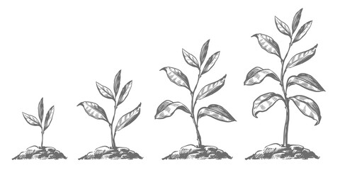 Gradual tree growth in the ground. Stages of growth from sprout to adult plant. Agriculture, gardening, nature concept