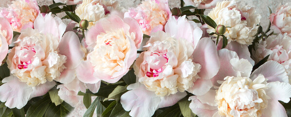 Wall Mural - background of delicate pink peonies