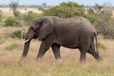 Fototapeta Sawanna - Éléphant d'Afrique, Loxodonta africana, Parc national Kruger, Afrique du Sud