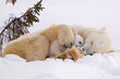 Mother Polar Bear snuggling her cub