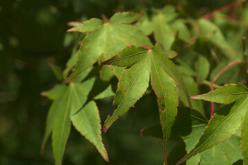 Wall Mural - green palm maple leaves in daylight for background.