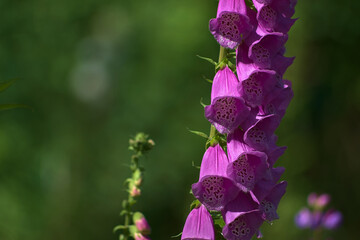 Wall Mural - pinkish-violet flowers of purple foxglove on a green blurry background.